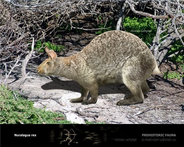 Image result for images of giant dormice