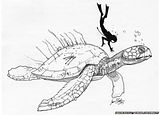 'World Largest Sea Turtle Ever's Fossil Bone Reunited After 160 Years