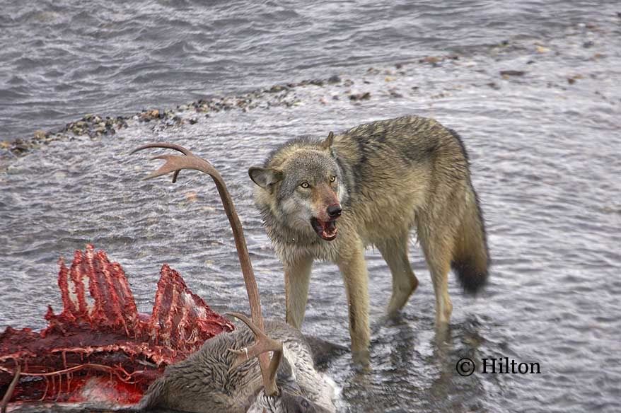 http://i53.photobucket.com/albums/g62/TigerQuoll/Grey%20Wolf/D3882_wolf.jpg