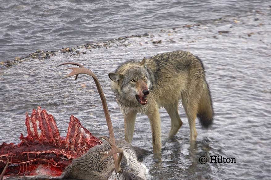 Grey Wolves Eating