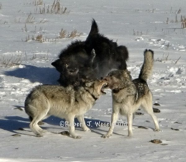 Wolves Mating
