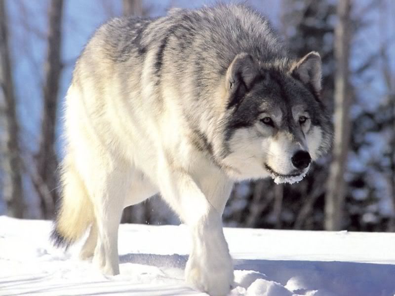 grey wolf photos