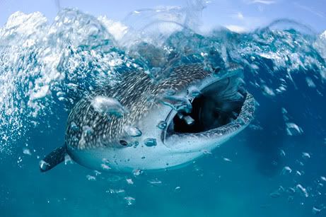 whale shark attack. whaleshark creature