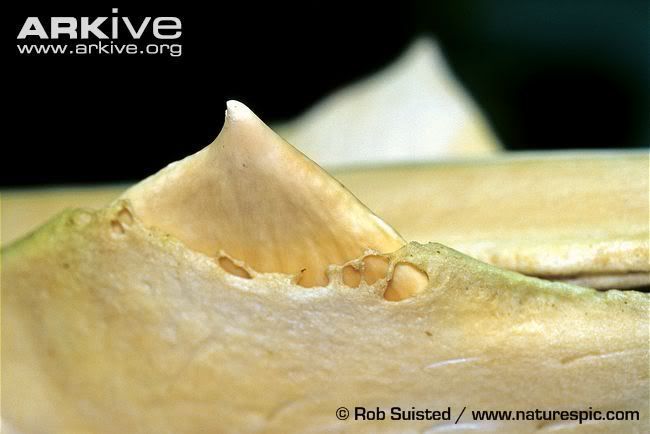 Spade-toothed (Beaked) Whale - Mesoplodon traversii