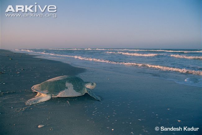 an overview of the ridleys sea turtle The kemp's ridley is the smallest of the eight species of sea turtles adults range from 75-100 pounds (34-45 kilograms) in 1880 a florida fisherman and naturalist named richard m kemp found the first documented specimen of this turtle. an overview of the ridleys sea turtle The kemp's ridley is the smallest of the eight species of sea turtles adults range from 75-100 pounds (34-45 kilograms) in 1880 a florida fisherman and naturalist named richard m kemp found the first documented specimen of this turtle.