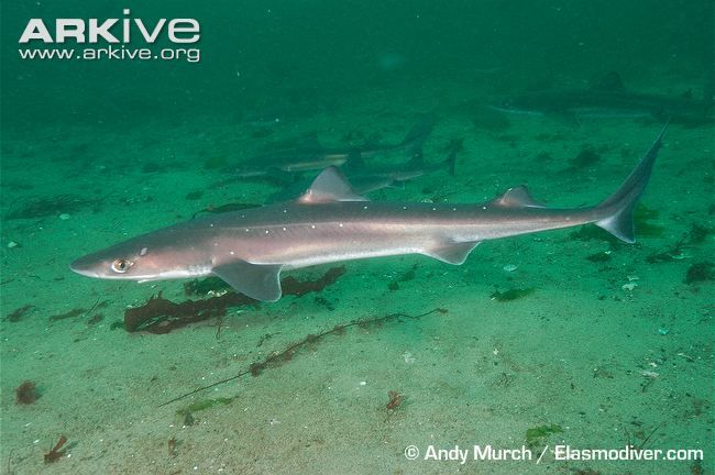 Squalus acanthias, tiburón en el que se aísla la escualamina