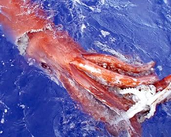 What do giant squid eat?