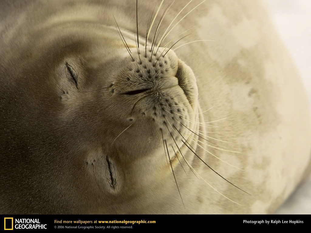 National Geographic Seal