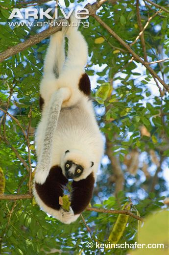 Coquerels-sifaka-feeding-hanging-from-br