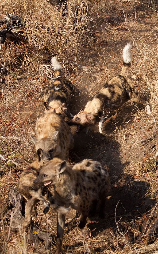 http://i53.photobucket.com/albums/g62/TigerQuoll/african%20wildlife/Wild%20Dog%20pup%20killed%20by%20Leopard%20and%20Hyena/Wild-Dogs-Chasing-Hyenas-by-Sanjana-Manaktala.jpg