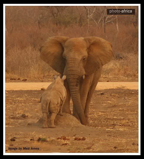 http://i53.photobucket.com/albums/g62/TigerQuoll/african%20wildlife/rhinoelephant.jpg