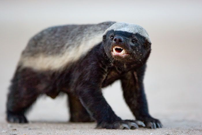 honey badger vs wolverine. v African Honey Badger