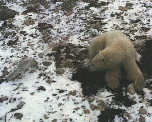 http://i53.photobucket.com/albums/g62/TigerQuoll/arctic%20wildlife/Arctic-Foxand-Polar-Bear-Afxpbear.jpg