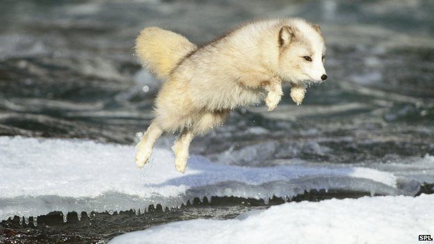 [Image: _67440540_c0138501-arctic_fox_jumping-sp...387bad.jpg]