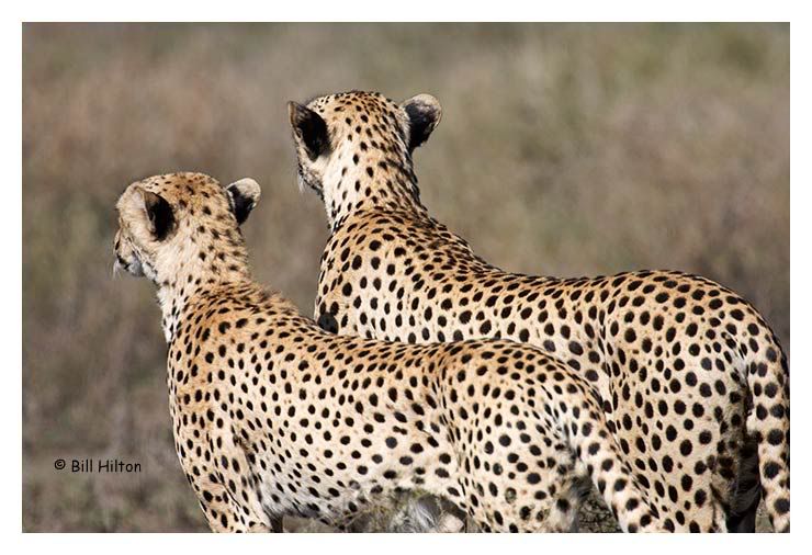 Wild African Cheetah wild cheetah