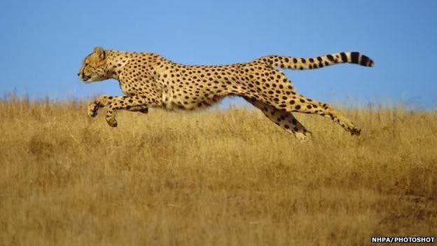 How fast can a cheetah run 100 meters?