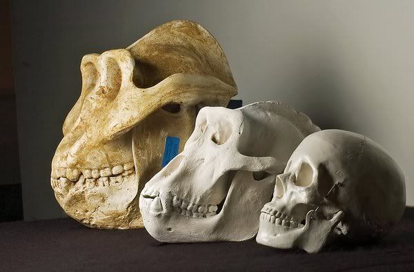 Gigantopithecus Teeth