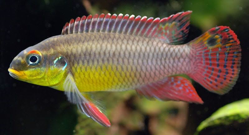 Pelvicachromis20taeniatus.jpg