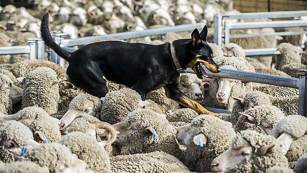 sheep-dog_zpsf58481cd.jpg