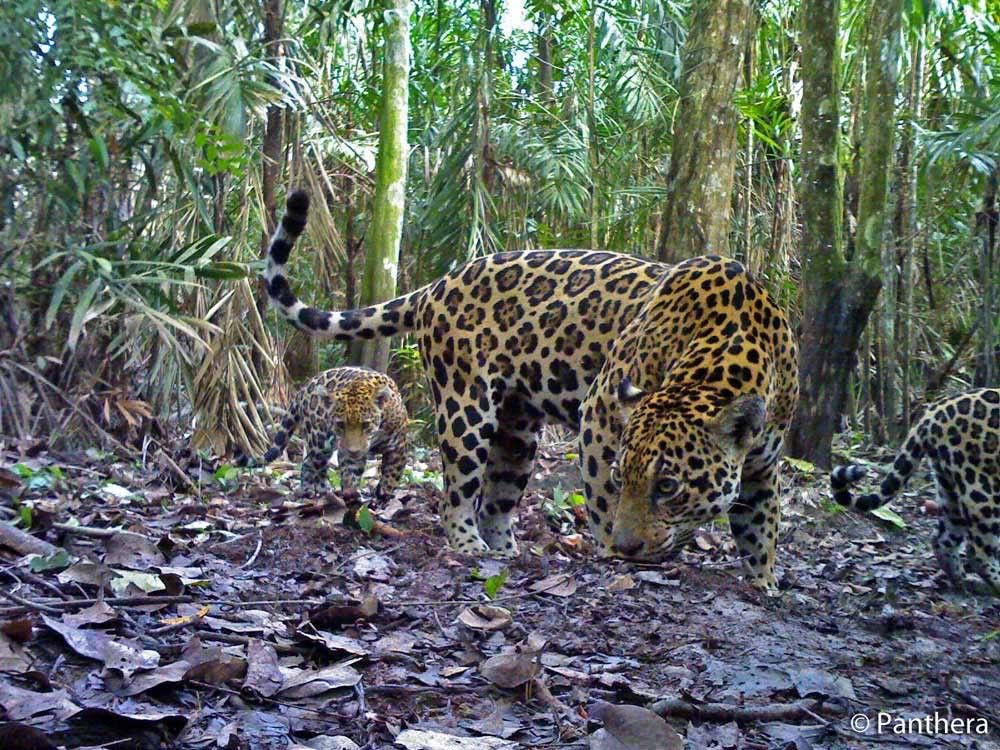 Jaguar Mother