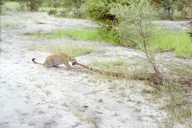 http://i53.photobucket.com/albums/g62/TigerQuoll/leopard/Tug-of-war.jpg