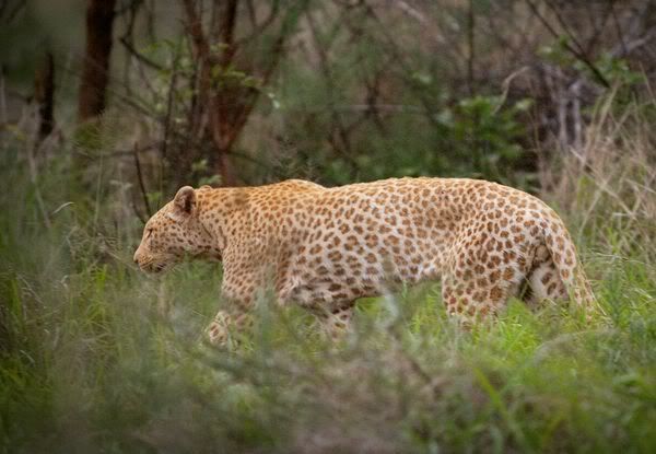 http://i53.photobucket.com/albums/g62/TigerQuoll/leopard/red-leopard-south-africa_51436_600x450-1.jpg