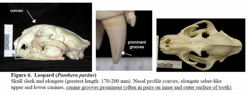 http://i53.photobucket.com/albums/g62/TigerQuoll/leopardskull.jpg