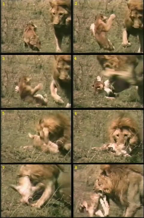 lion killing prey