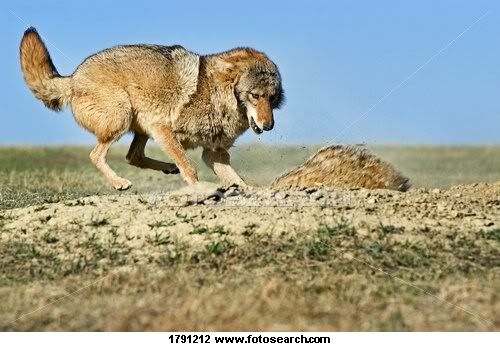 honey badger vs elephant. quot;Larger predators such as coyotes will occasionally kill adgers.quot; http://olcllc.com/article/04.12%20Dec%20(Badger)%20CA.doc. Coyote roughs up adger