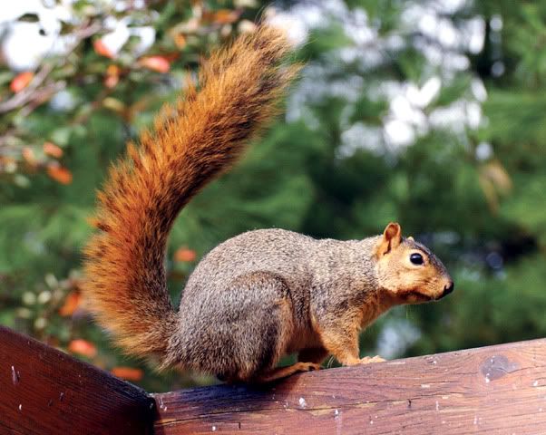 Bildergebnis für big squirrel colorado
