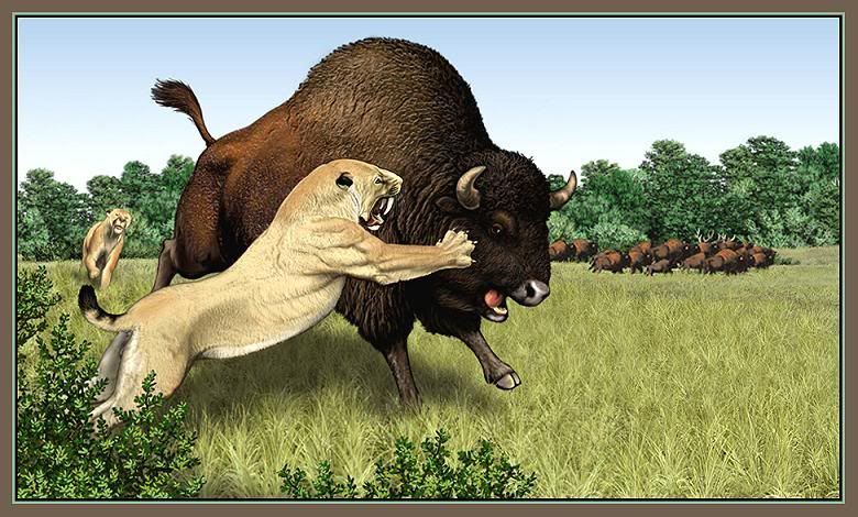 http://i53.photobucket.com/albums/g62/TigerQuoll/nthamerica/smilodon-vs-bison-antiquus.jpg