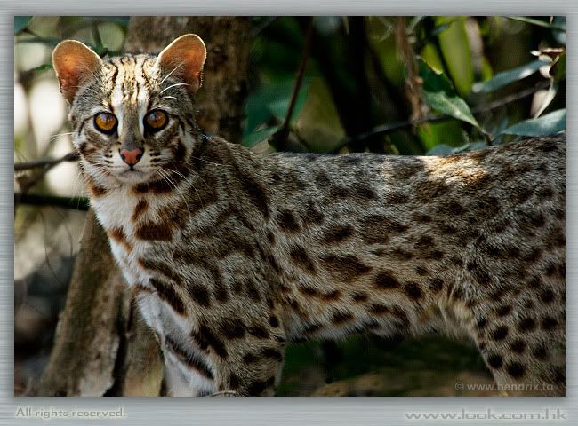 Поговорим о кошках 28