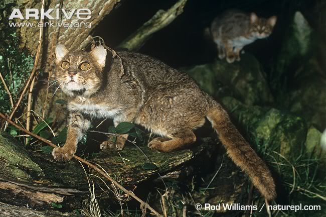 http://i53.photobucket.com/albums/g62/TigerQuoll/smallcats/Male-rusty-spotted-cat-ssp-phillipsi-hunting.jpg