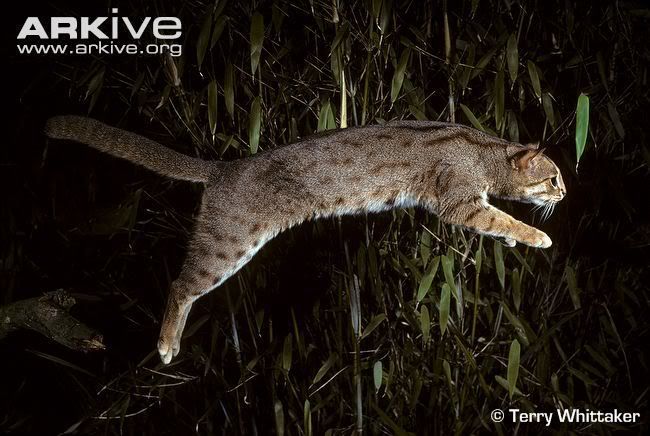 http://i53.photobucket.com/albums/g62/TigerQuoll/smallcats/Rusty-spotted-cat-leaping.jpg