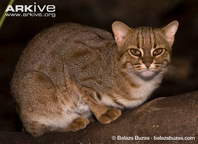 http://i53.photobucket.com/albums/g62/TigerQuoll/smallcats/Rusty-spotted-cat-ssp-phillipsi-1.jpg