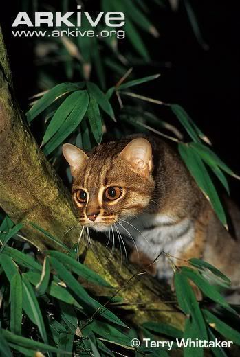 http://i53.photobucket.com/albums/g62/TigerQuoll/smallcats/Rusty-spotted-cat.jpg