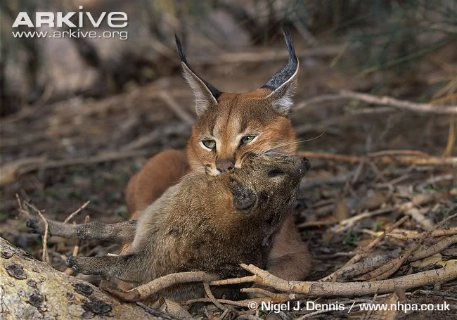 Caracal In India