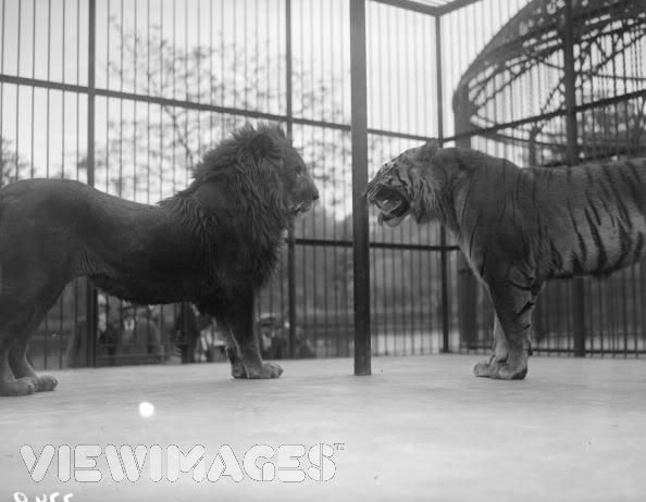 http://i53.photobucket.com/albums/g62/TigerQuoll/tigerlionfight1928.jpg