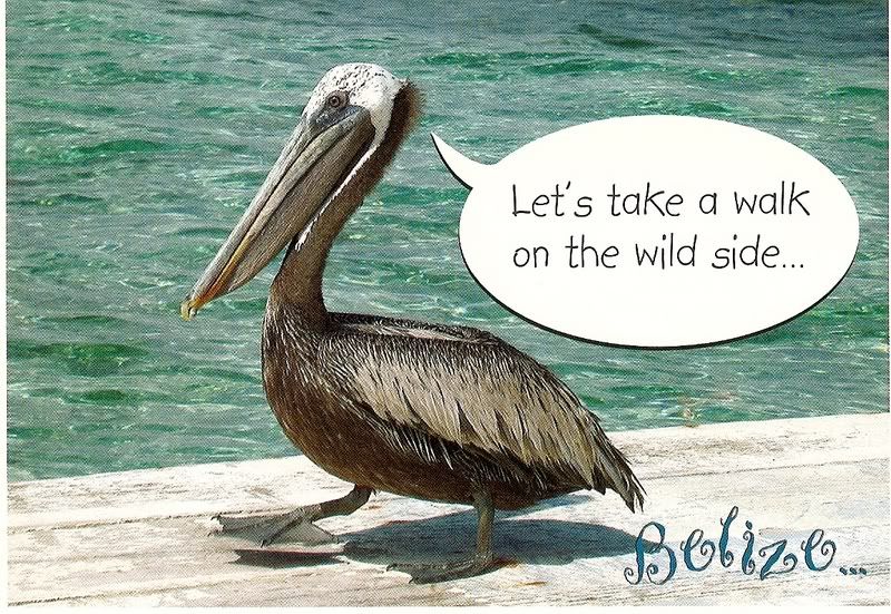 Brown Pelican