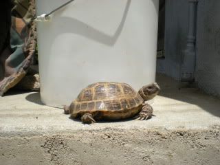 TortoisesandSherman001.jpg