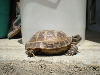 TortoisesandSherman002.jpg