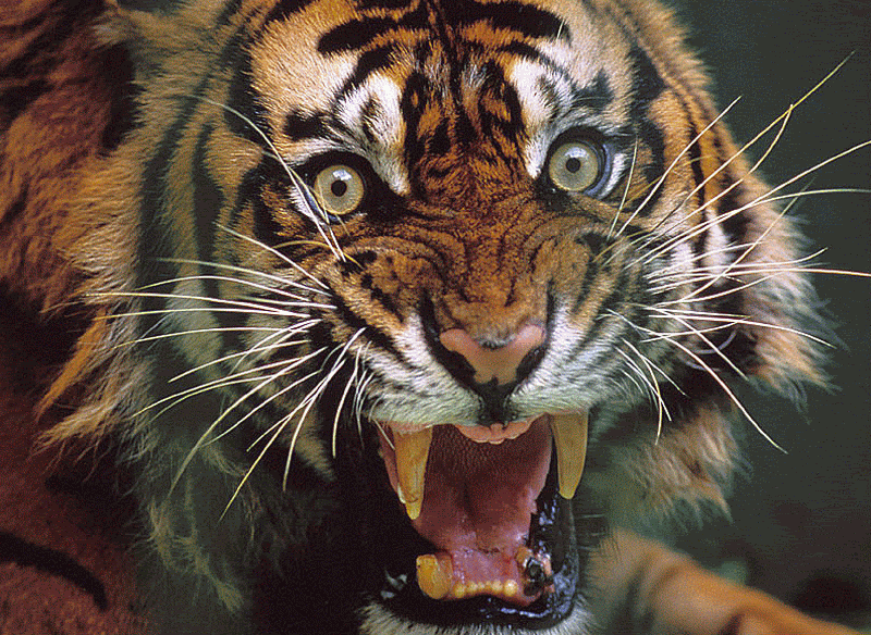 [Image: tiger.gif]