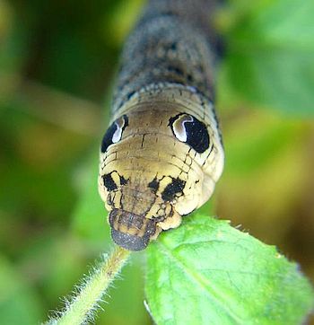 http://i53.photobucket.com/albums/g64/PoorOldSpike/Elephant-Hawk-Moth-caterpillar_zpse2e92eeb.jpg~original