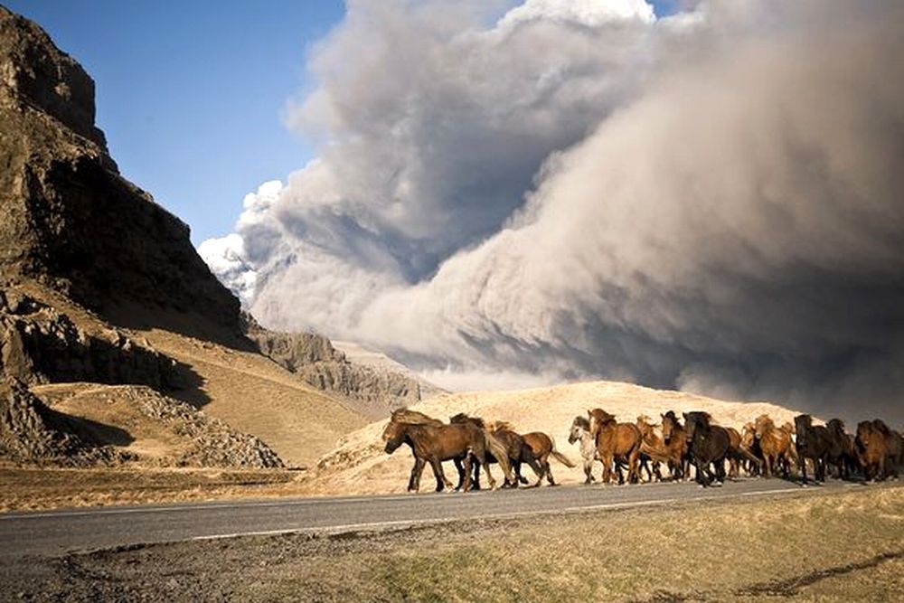 Eyjafjallajokull2010horses.jpg