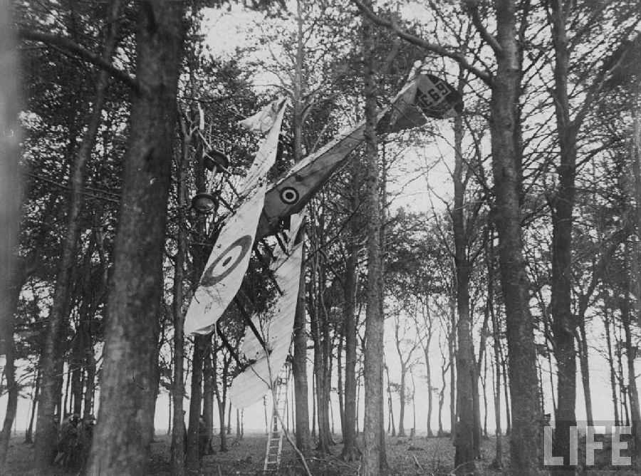 UKcrashtrees1917.jpg