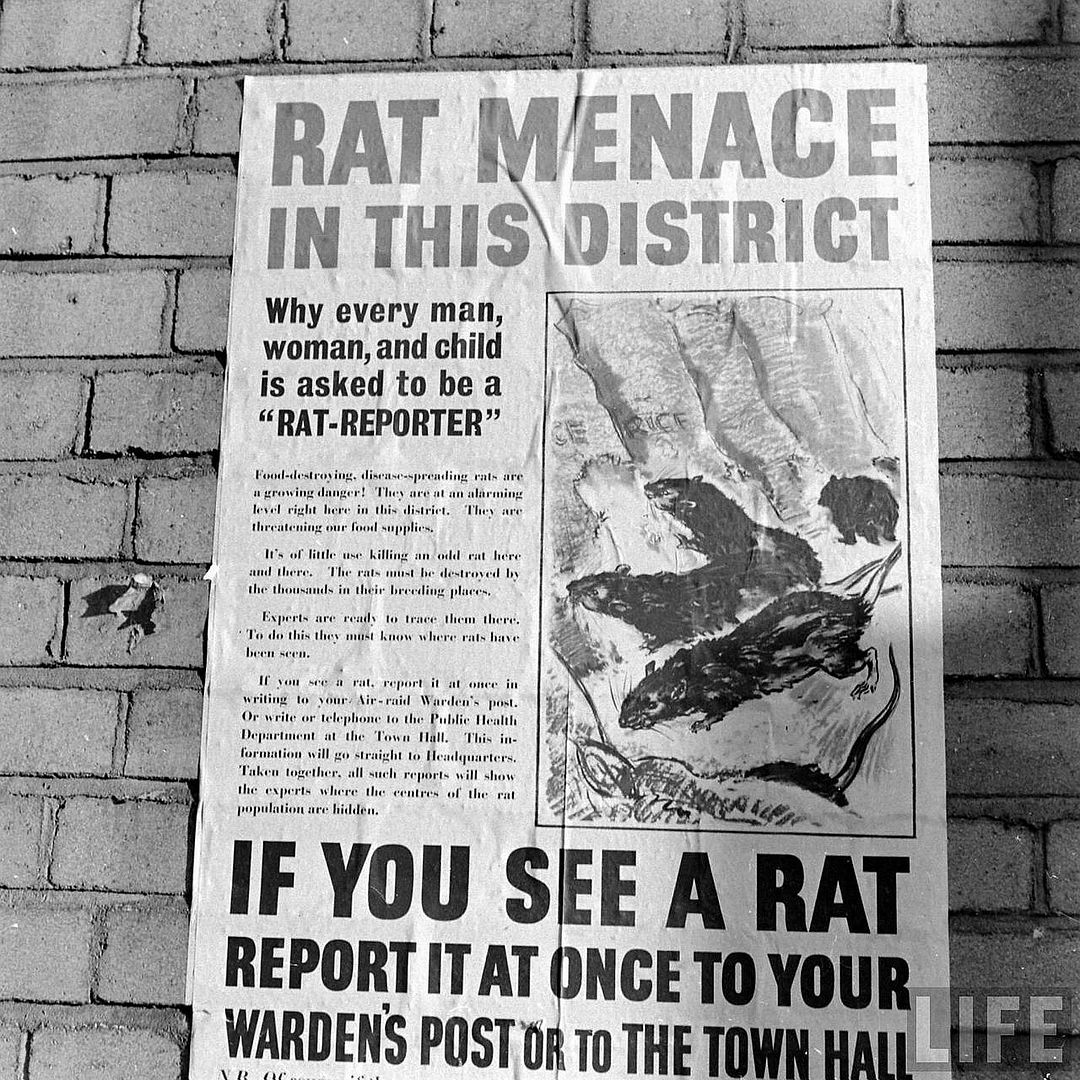 USA-rats43.jpg