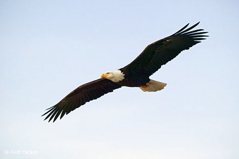 http://i53.photobucket.com/albums/g64/PoorOldSpike/bald-eagle-in-flight.jpg~original