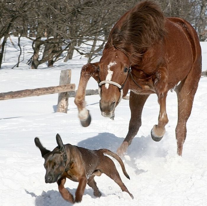 horse-dog.jpg