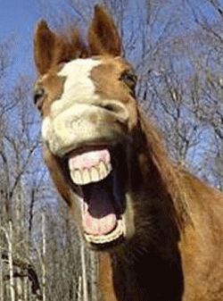 http://i53.photobucket.com/albums/g64/PoorOldSpike/horse-laugh.gif~original