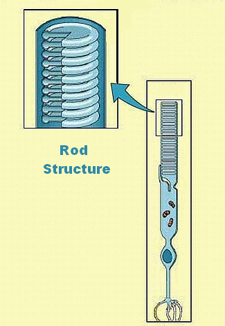 http://i53.photobucket.com/albums/g64/PoorOldSpike/rod-structure_zpscc8301e6.gif~original